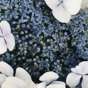Poleの画像