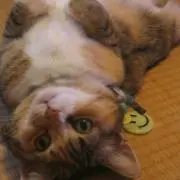 トシヤの画像