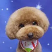 犬のペコリンの画像