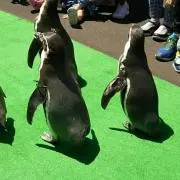 ゆか