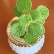 獅子の画像