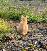 ねこ魔神