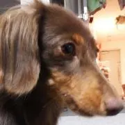 チャムソン
