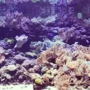 なす