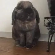 うさぎもこみちの画像