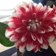 Dahlia