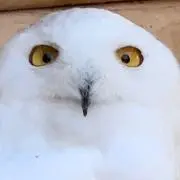 ふくろうの画像