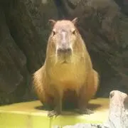 おきくさんの画像
