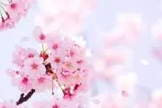 蓮華の画像