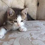 みゅう