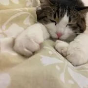 ココ