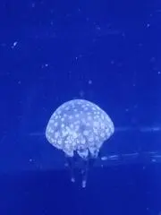 Jelly@まとめ買い歓迎です。の画像