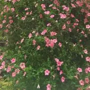 マカロニの画像