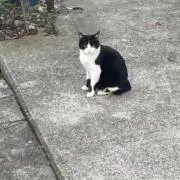 をぱ
