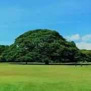 テッチの画像