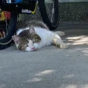うりの画像