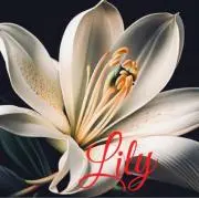 Lilyの画像
