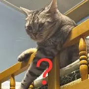 くろとの画像