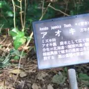 スケ