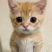 tomoの画像