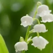 すずらんの画像