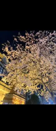 ABBAの画像