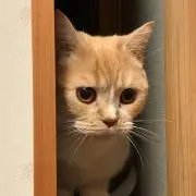 みぃ