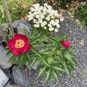 おーちゃんの画像