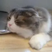 SR