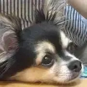 ゆちの画像