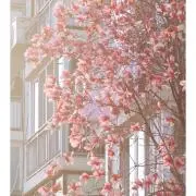 のりの画像