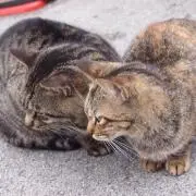 はるの画像