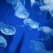 スラきちの画像