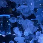 こゆきの画像