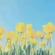 黄花～断捨離中～