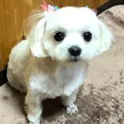 まるの画像