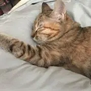 ほんちゃん
