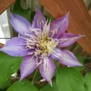 リナ