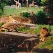 みーこの画像