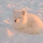 きつね
