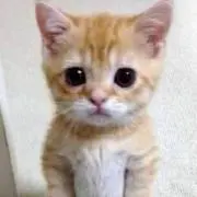 CoCoの画像