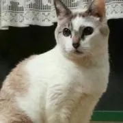 まめきちの画像