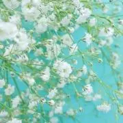 emの画像