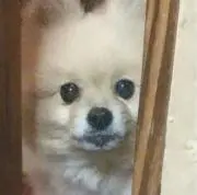ハトの画像