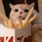 猫猫（無言引取）の画像