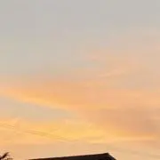 花の画像