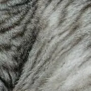 ぽっけの画像