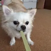 モコ