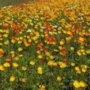 ちなつままの画像