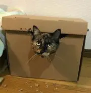 ざらめ